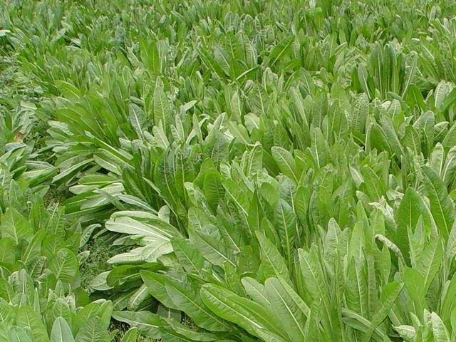紫锥菊提取物 4%多酚2% 菊苣酸