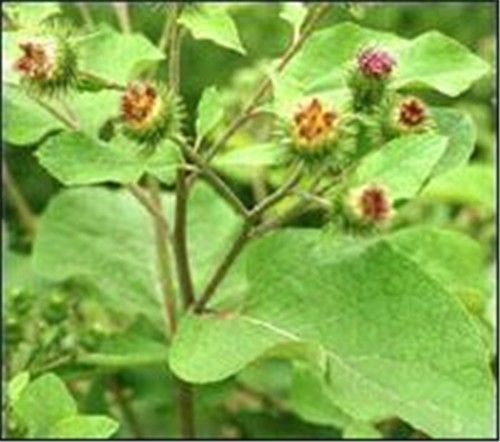 牛蒡子根提取物牛蒡子籽粉价格