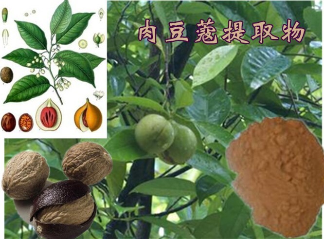 肉豆蔻提取物10
