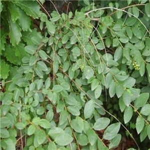 中草药提取物及生物制品  植物提取物  生物碱  供应:一叶萩提取物