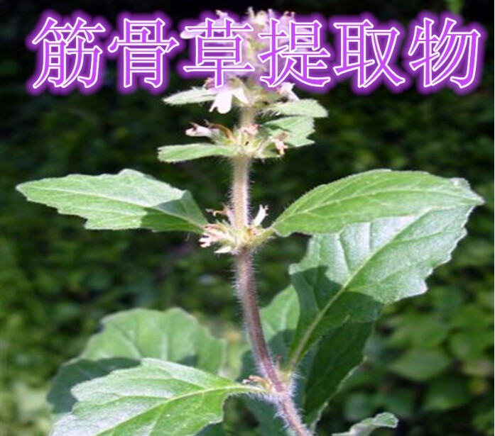 筋骨草提取物10:1