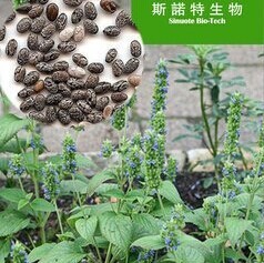 奇亚籽提取物芡欧鼠尾草提取物