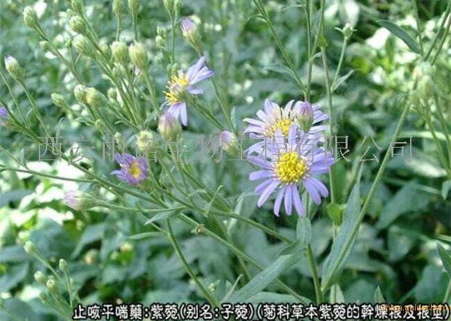 紫苑提取物 紫苑粉 紫苑浓缩粉(西安雨诺生物紫菀黄酮