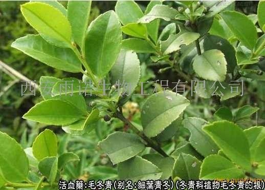 毛冬青提取物