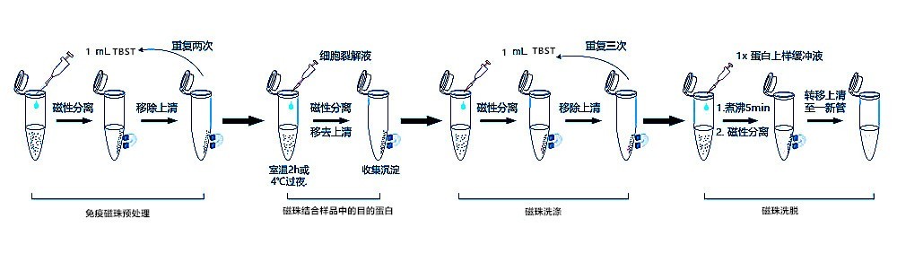 flag标签抗体磁珠