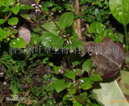 产品 植物提取物  其他 七星剑提取物 价  格 ￥1 起批量 ≥1kg 最小