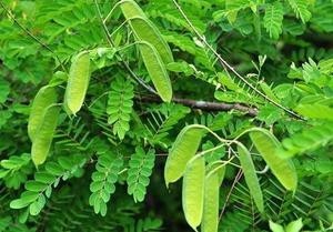 水皂角提取物-厂家报价8%