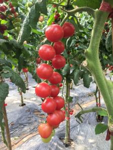 进口叶面肥厂家番茄专用叶面肥使用方法(biba