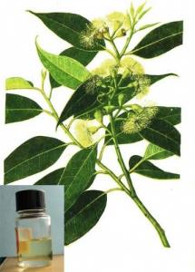 桉叶油 柠檬桉叶油 尤加利油 白千层脑 单方精油 纯植物提取