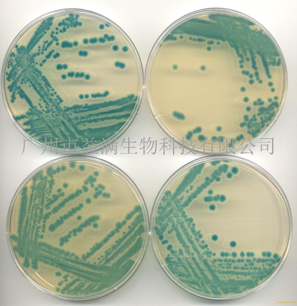 蠟樣芽孢桿菌