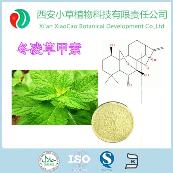 冬凌草甲素片图片