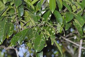 山香圆叶提取物