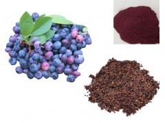 蓝莓叶提取物 速溶粉 兰州沃特莱斯生物