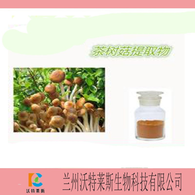 茶树菇提取物 多糖30%  茶树菇粉