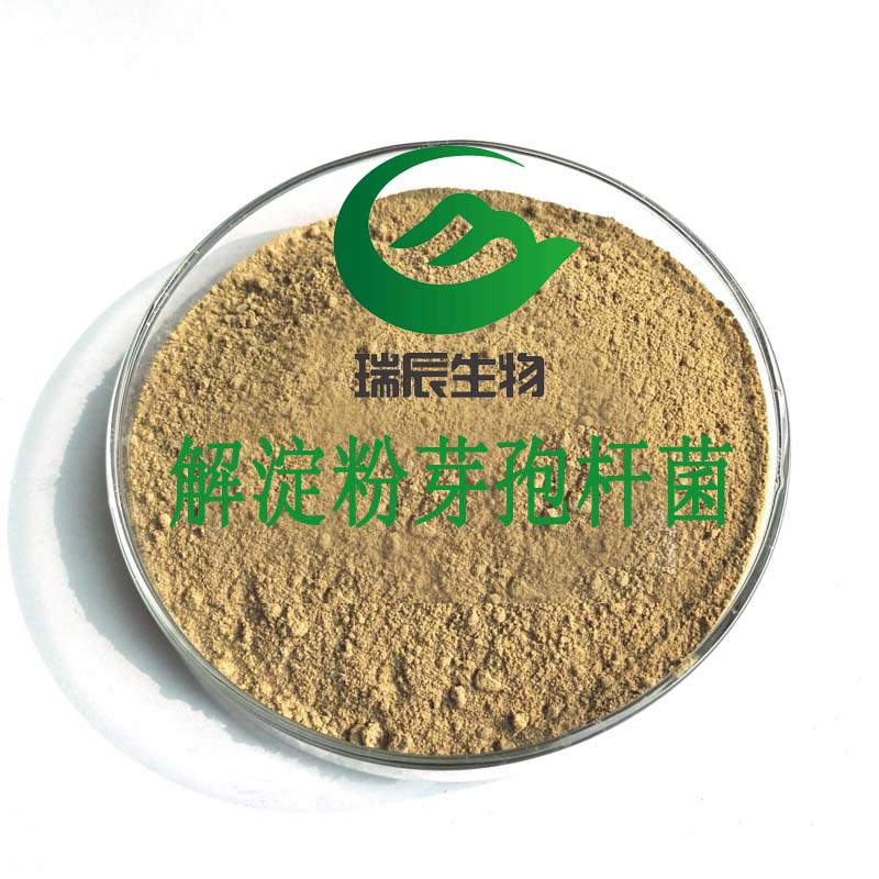 解淀粉芽孢桿菌