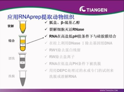 【TIANGEN公开课】RNA的提取和纯化技术