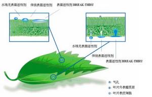 農用有機硅增效劑