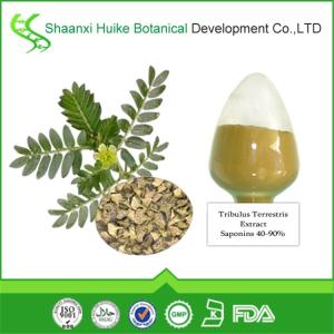 刺蒺藜提取物90% 直销包邮！
