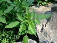三叶鬼针草速溶粉