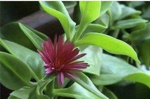 *供应---穿心莲浸膏粉