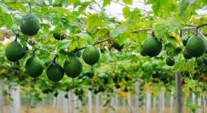 香瓜粉 香瓜提取物 香瓜膳食纤维