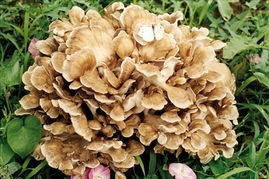 灰树花浸膏粉