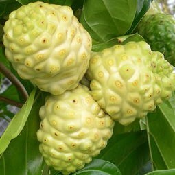 诺丽果粉 诺丽果提取物 诺丽果膳食纤维