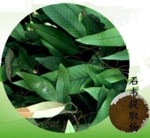  原料 石苇浸膏粉