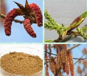 杨树花提取物 杨树花黄酮