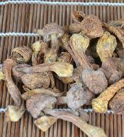 姬松茸喷雾干燥粉