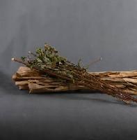 构树皮喷雾干燥粉