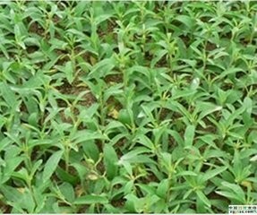 甜菊叶浸膏粉