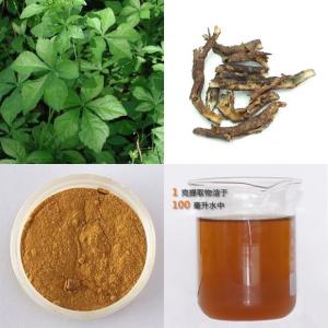 刺五加甙(苷) 5%B+E  刺五加提取物 多种规格 供应