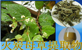 火炭母提取物   火炭母粉    包邮