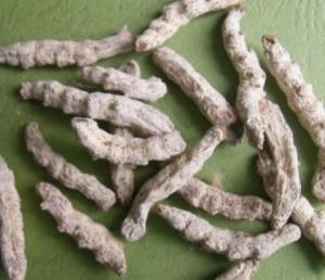雄蚕蛾提取物   雄蚕蛾粉  大量库存  包邮