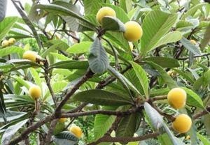 枇杷叶浸膏  枇杷叶粉  大量库存 