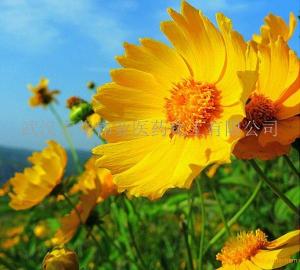 金盏花油