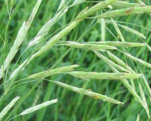 燕麦芽粉   燕麦速溶粉  基地种植    