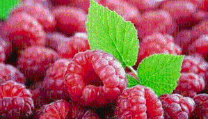 红树莓粉  红树莓提取物   果粉供应商  包邮