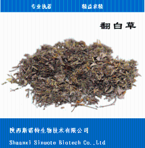 翻白草提取物 10:1 **