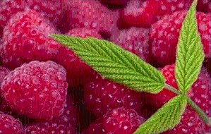 树莓*粉  树莓果粉  树莓粉 包邮 