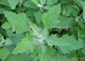 灰灰菜提取物  灰灰菜粉 植物提取物 现货供应 包邮