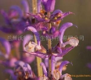 紫苏浸膏   现货  紫苏提取物  包邮