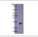左右决定因子2(LEFTY2)重组蛋白 产品图片
