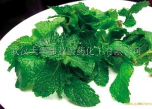 薄荷叶提取物