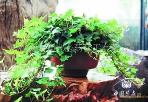 常春藤提取物