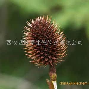 山麻柳提取物