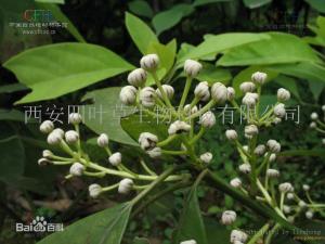 牛耳枫浸膏粉/牛耳枫提取物
