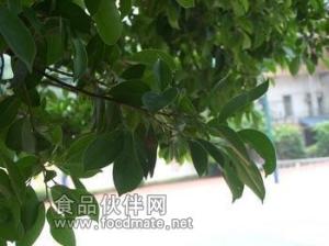 小叶榕提取物现货供应