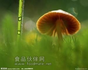 草菇提取物现货